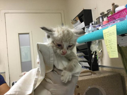 ELSA, Baby Domestic Short Hair (medium coat), cat for adoption in Diamond Bar, California