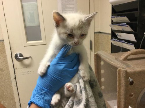 ANNA, Baby Domestic Short Hair (medium coat), cat for adoption in Diamond Bar, California