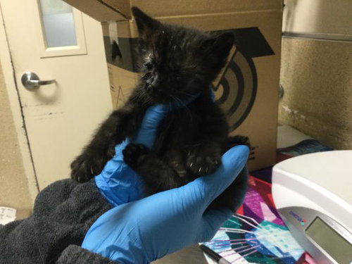 PIP SQUEAK, Baby Domestic Short Hair (medium coat), cat for adoption in Diamond Bar, California