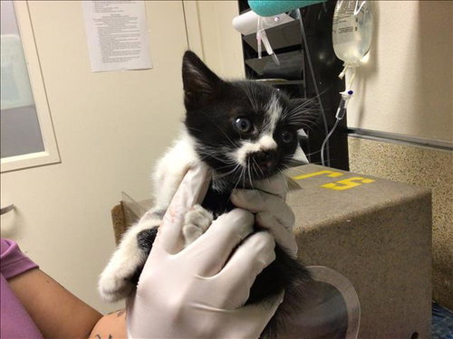 STRAW, Baby Domestic Short Hair (medium coat), cat for adoption in Diamond Bar, California