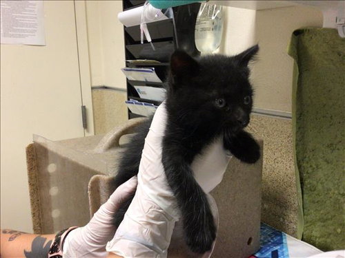 BERRY, Baby Domestic Short Hair (medium coat), cat for adoption in Diamond Bar, California