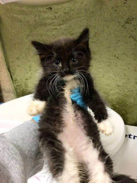 MARS, Baby Domestic Short Hair (medium coat), cat for adoption in Diamond Bar, California