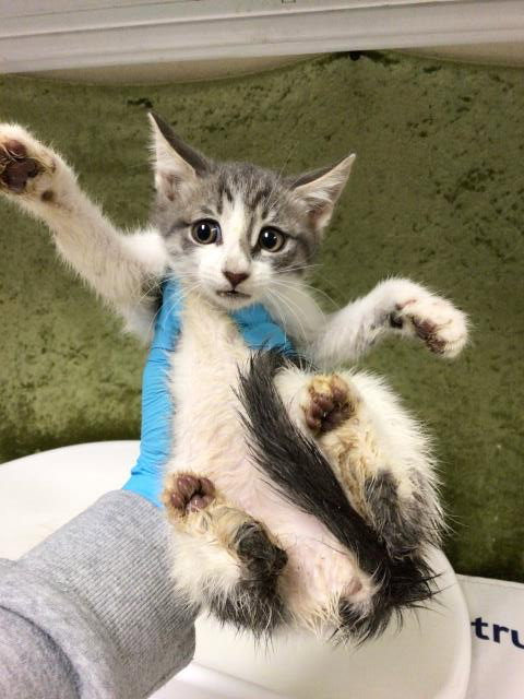 SATURN, Baby Domestic Short Hair (medium coat), cat for adoption in Diamond Bar, California