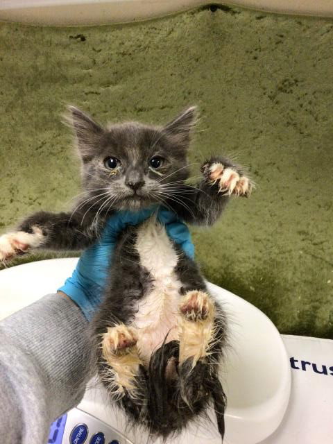VENUS, Baby Domestic Short Hair (medium coat), cat for adoption in Diamond Bar, California