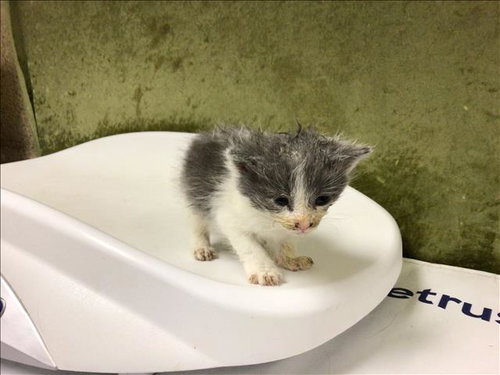 MIGHTY, Baby Domestic Short Hair (medium coat), cat for adoption in Diamond Bar, California