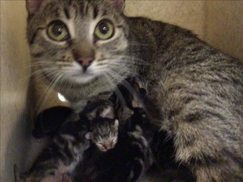 A1918975, Baby Domestic Short Hair (medium coat), cat for adoption in Diamond Bar, California