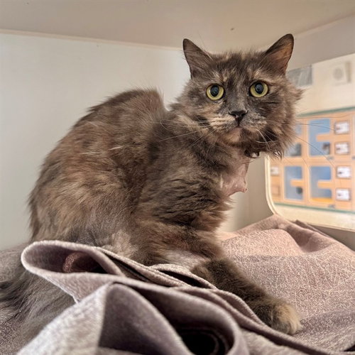 FREYA, Adult Domestic Short Hair (medium coat), cat for adoption in Diamond Bar, California