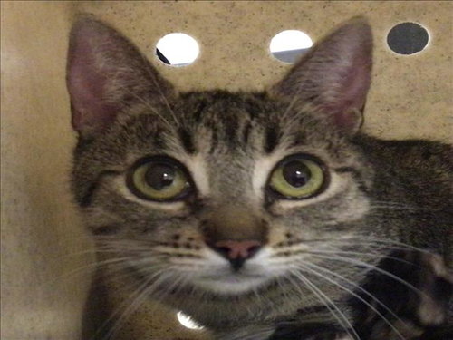 TULIP, Adult Domestic Short Hair (medium coat), cat for adoption in Diamond Bar, California