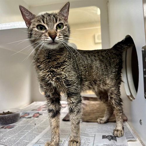 TULIP, Adult Domestic Short Hair (medium coat), cat for adoption in Diamond Bar, California
