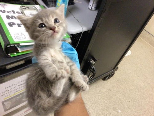 BLOSSOM, Baby Domestic Short Hair (medium coat), cat for adoption in Diamond Bar, California