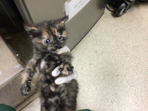 BUTTERCUP, Baby Domestic Short Hair (medium coat), cat for adoption in Diamond Bar, California
