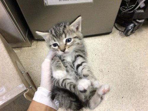 BUBBLES, Baby Domestic Short Hair (medium coat), cat for adoption in Diamond Bar, California