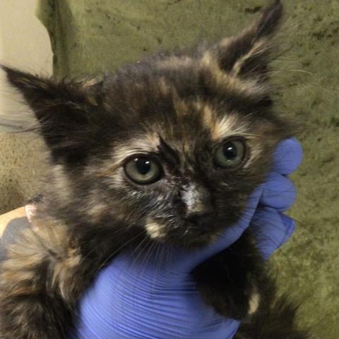 TOOTSIE, Baby Domestic Short Hair (medium coat), cat for adoption in Diamond Bar, California