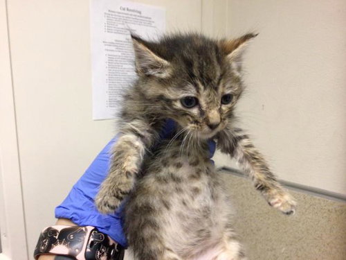 PEPPER, Baby Domestic Short Hair (medium coat), cat for adoption in Diamond Bar, California