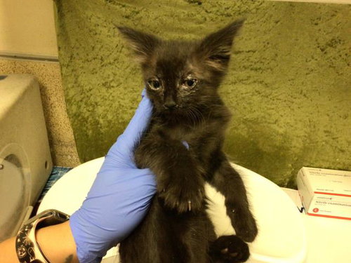 MAGNETO, Baby Domestic Short Hair (medium coat), cat for adoption in Diamond Bar, California
