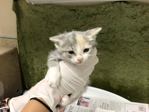 BREAD, Baby Domestic Short Hair (medium coat), cat for adoption in Diamond Bar, California