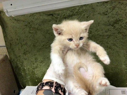 CHEESE, Baby Domestic Short Hair (medium coat), cat for adoption in Diamond Bar, California