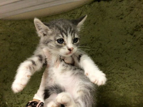 CRUTON, Baby Domestic Short Hair (medium coat), cat for adoption in Diamond Bar, California