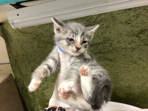 OLIVE, Baby Domestic Short Hair (medium coat), cat for adoption in Diamond Bar, California