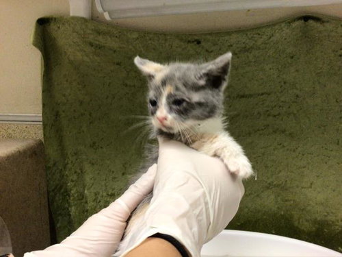 SOUP, Baby Domestic Short Hair (medium coat), cat for adoption in Diamond Bar, California
