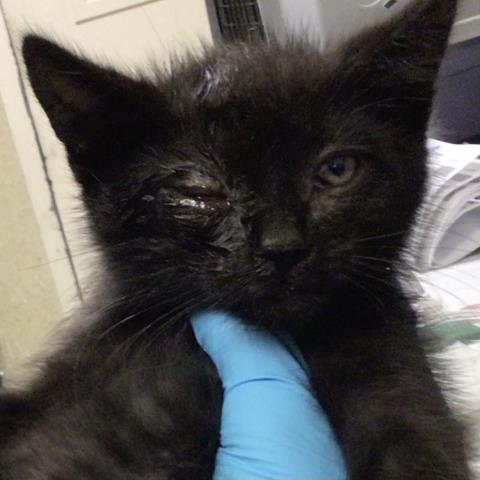 SPIDEY, Baby Domestic Short Hair (medium coat), cat for adoption in Diamond Bar, California