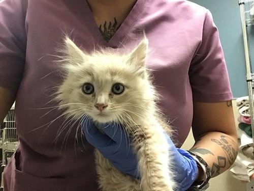 PEACH, Baby Domestic Short Hair (medium coat), cat for adoption in Diamond Bar, California