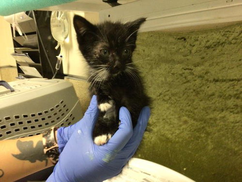 MILK, Baby Domestic Short Hair (medium coat), cat for adoption in Diamond Bar, California