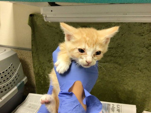 TROUT, Baby Domestic Short Hair (medium coat), cat for adoption in Diamond Bar, California