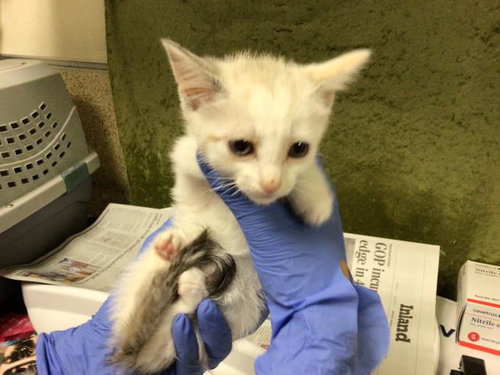 GUPPY, Baby Domestic Short Hair (medium coat), cat for adoption in Diamond Bar, California