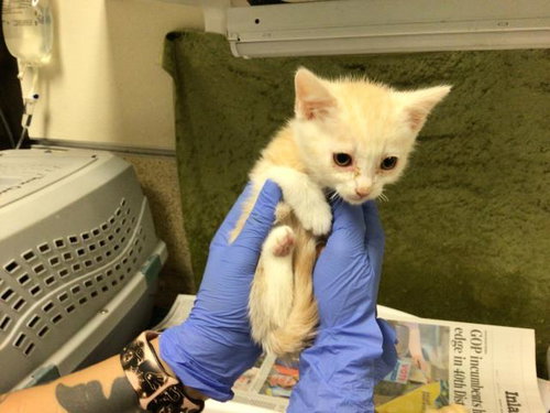 CATFISH, Baby Domestic Short Hair (medium coat), cat for adoption in Diamond Bar, California