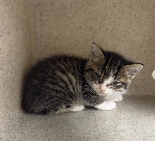 INDY BLUE, Baby Domestic Short Hair (medium coat), cat for adoption in Diamond Bar, California