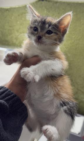 ALBONDIGA, Baby Domestic Short Hair (medium coat), cat for adoption in Diamond Bar, California