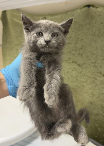 SMOKEY, Baby Domestic Short Hair (medium coat), cat for adoption in Diamond Bar, California