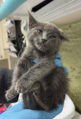 BEAR, Baby Domestic Short Hair (medium coat), cat for adoption in Diamond Bar, California