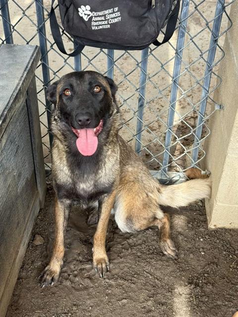 LEILA