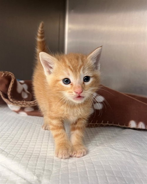 SPONGE, Baby Domestic Long Hair (medium coat), cat for adoption in Diamond Bar, California