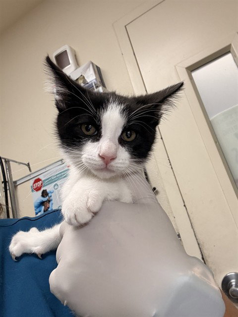 JELLYBEAN, Baby Domestic Short Hair (medium coat), cat for adoption in Rialto, California