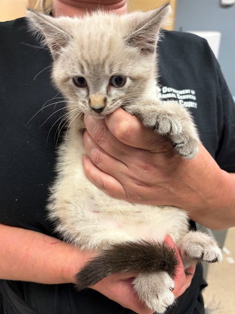 BRANDO, Baby Domestic Short Hair (medium coat), cat for adoption in Stanton, California