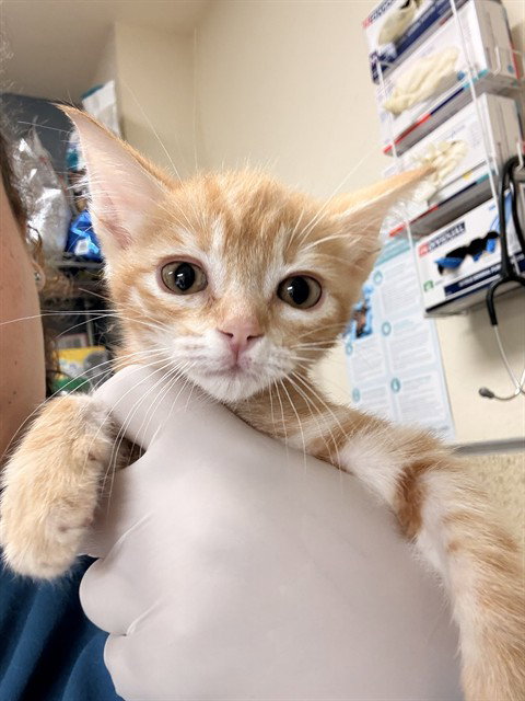 WHIPPED CREAM, Baby Domestic Short Hair (medium coat), cat for adoption in Diamond Bar, California