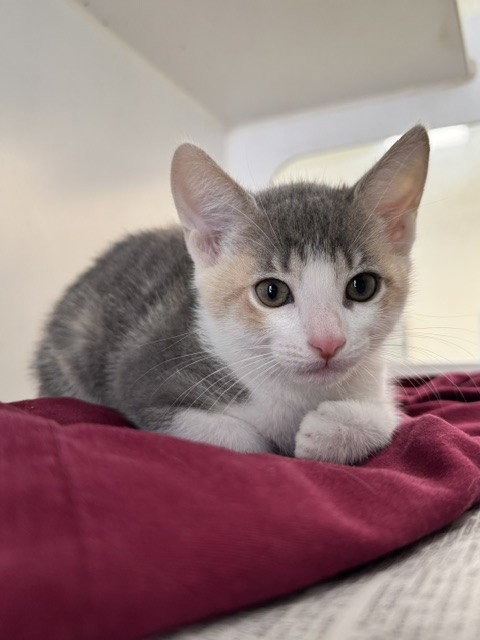 NALA, Baby Domestic Short Hair (medium coat), cat for adoption in Diamond Bar, California