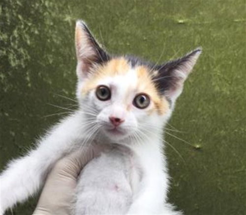 LULU, Baby Domestic Short Hair (medium coat), cat for adoption in Diamond Bar, California