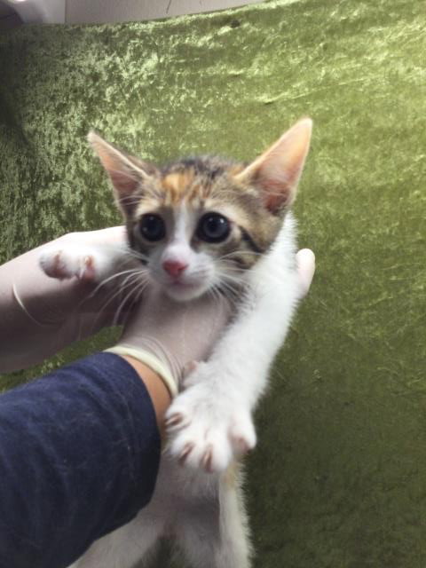MISO, Baby Domestic Short Hair (medium coat), cat for adoption in Rialto, California