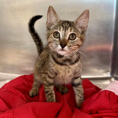 MAE, Baby Domestic Short Hair (medium coat), cat for adoption in Beaumont, California