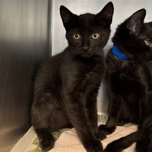 TIMMY, Baby Domestic Short Hair (medium coat), cat for adoption in Beaumont, California