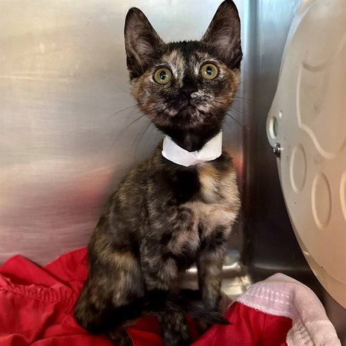 ANNIE, Baby Domestic Short Hair (medium coat), cat for adoption in Beaumont, California