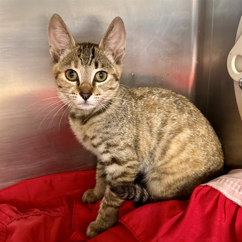CATALA, Baby Domestic Short Hair (medium coat), cat for adoption in Beaumont, California