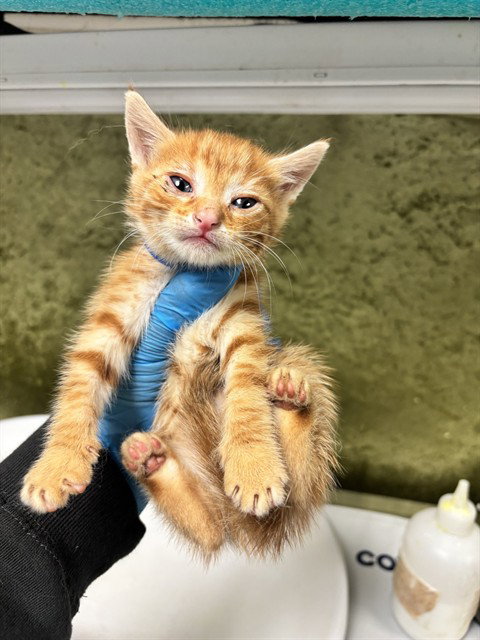 NISSION, Baby Domestic Short Hair (medium coat), cat for adoption in Diamond Bar, California