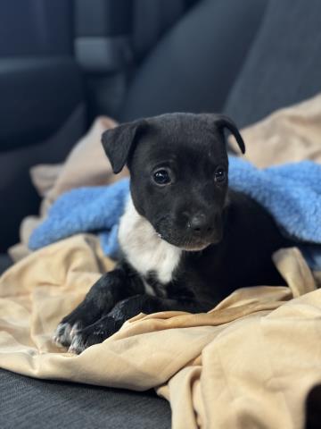 GRETA