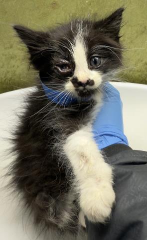 STACHE