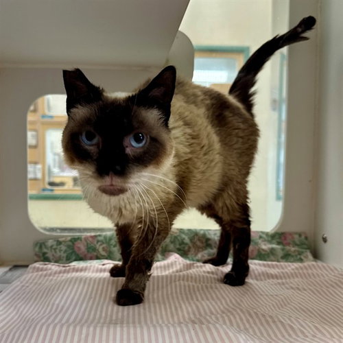 KELLY, Senior Domestic Short Hair (medium coat), cat for adoption in Beaumont, California